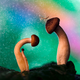 Illustration for article titled Can You Believe These Insect Fantasyland Photos Were Shot On Someone's Kitchen Table?